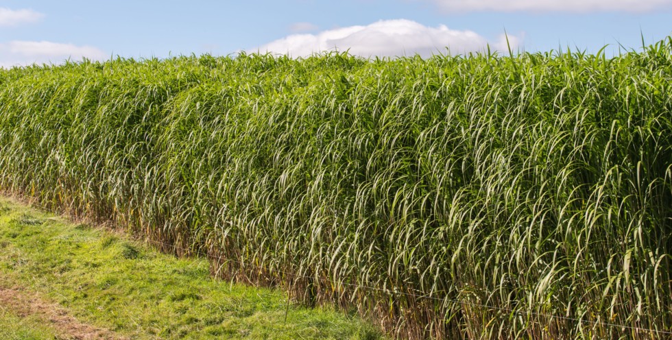 Biologische grondstof voor biobased asfalt bindmiddel